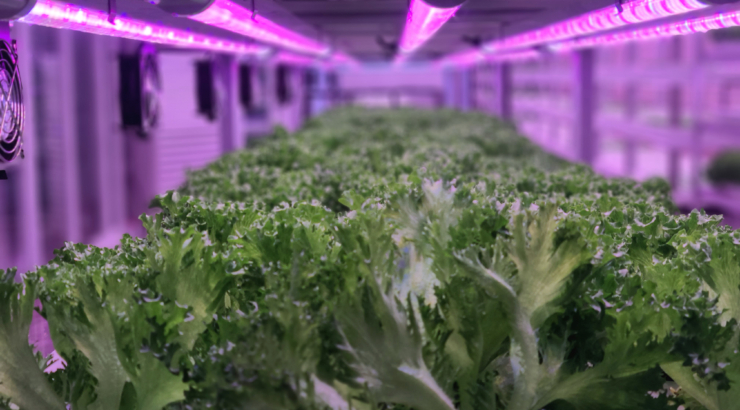 Plants on vertical farms grow with led lights. Vertical farming is sustainable agriculture for future food and used for plant vaccine.